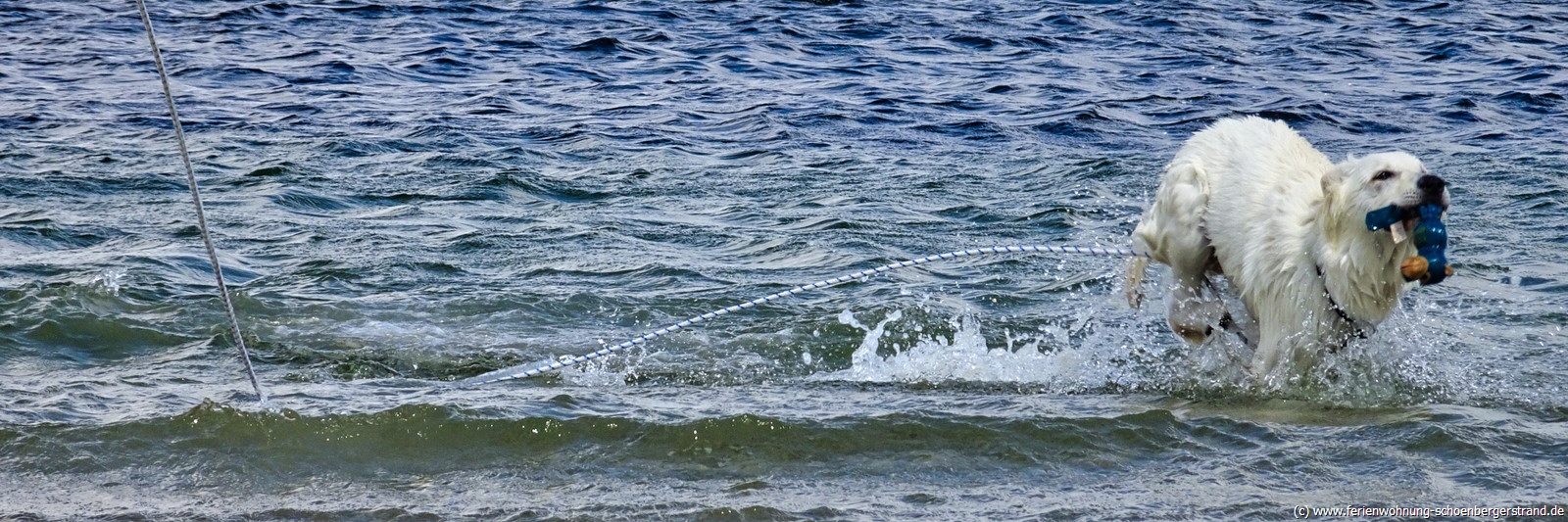 Urlaub mit Hund am Schönberger Strand